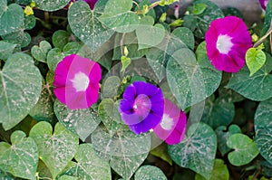 Morning Glory flowers