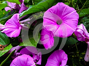 Morning glory flowers close up shot. Ipomoea purpurea