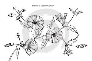 Morning glory flowers drawing and sketch with line-art