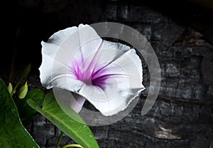 Morning Glory Flowers.Still Life