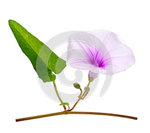 Morning Glory Flowers on White Background