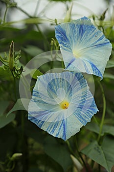 Morning glory flying saucer in full bloom