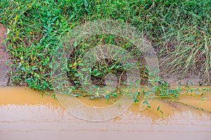 Morning glory that grows simultaneously with grass in irrigation canals