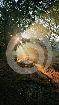 morning glory in the hill side or Arrey, Mumbai