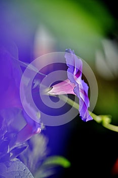 Morning glory/ ipomea purpurea.