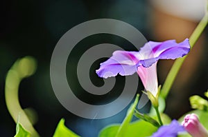 Morning glory/ ipomea purpurea.