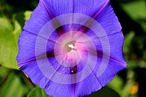 Morning glory, ipomea purpurea open flower.