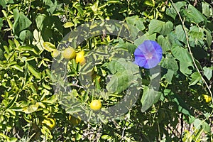 Morning glory Ipomea purpurea and oranges on green wall