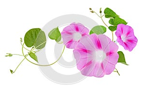 Morning Glory ipomoea flower isolated white photo