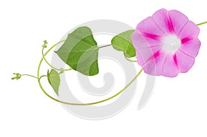 Morning glory ipomoea flower isolated white