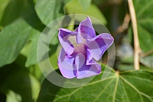 Morning glory or ipomoea indica purple flower bud and green leaves