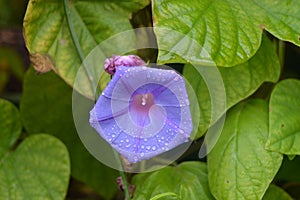 Morning glory or  ipomoea indica purple flower with green leaves and water drops photo