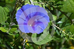 Morning glory / ipomoea indica purple /violet flowers with green leaves. oke photo