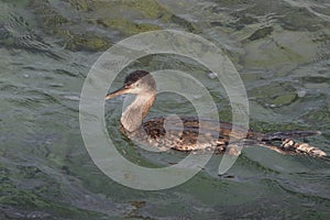 Cormorant (Phalacrocoracidae) aquatic birds photo