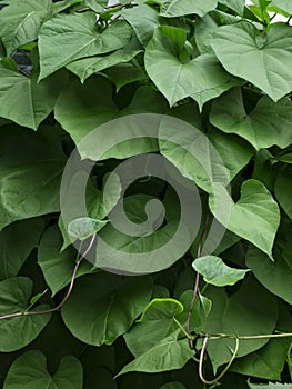 Morning Glory Leaves