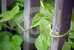 Morning glory leaves (Ipomoea)