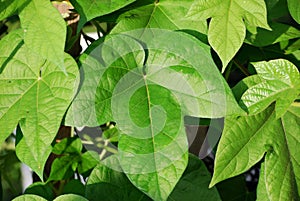 Morning glory leaves (Ipomoea)