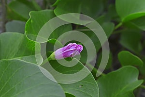 Morning glory with pink flowers on the beach Looks beautiful,