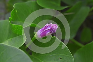 Morning glory with pink flowers on the beach Looks beautiful,