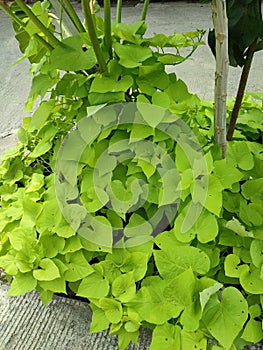 Morning glory plant that can be used to treat mental and physical ailments