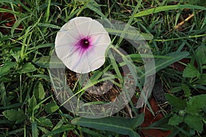 Morning glory purple flowers blooming on green grasses with water droplet.