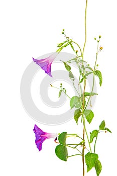 Morning glory purpurea flowers