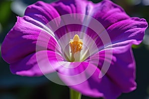 Morning Glory's Blossom