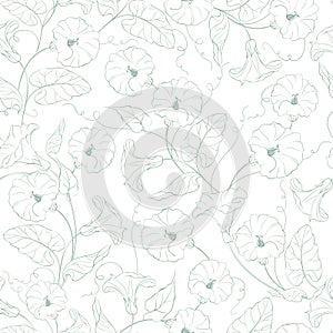 Morning-glory seamless pattern. Vector floral green illustration