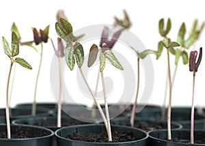 Morning Glory Seedlings