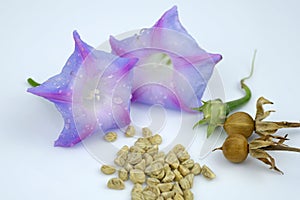 Morning glory seeds and flower on white background.