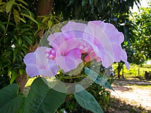 Morning Glory Tree, Bush Morning Glory Scientific name: Ipomoea Carnea Jacq