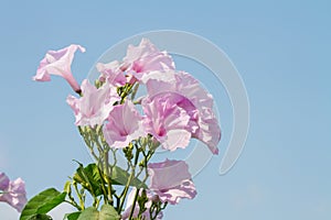 Morning Glory Tree or Ipomoea carnea flowers