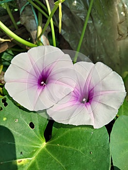 Morning glory,water spinach or ipomoea aquatica