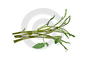 Morning glory of water spinach tropical vegetable on white background