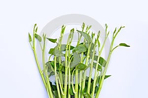 Morning glory on white background