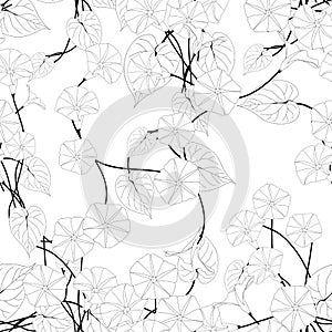 Morning Glory on White Background. Vector Illustration.