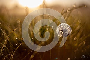 morning glow at springtime with a dandelion and dew drops in goldenhour photo