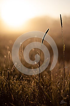 morning glow at springtime with grass and dew drops glistening at goldenhour photo