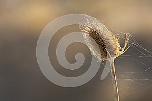 Morning glow of sun on thistle with clinging cobwebs