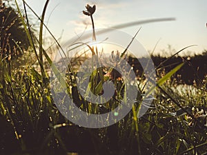 Morning in the grass