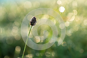 Morning grass covered with dew. Soft selective focus. Abstract background with natural bokeh