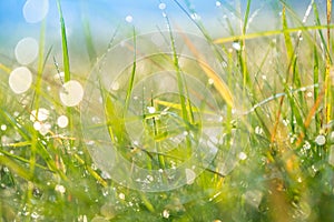 Morning grass covered with dew. Soft selective focus. Abstract background with natural bokeh
