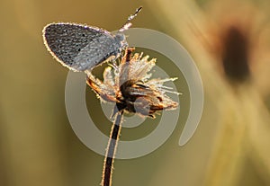 Morning grass flower with dew drops and small butterfly, Nature