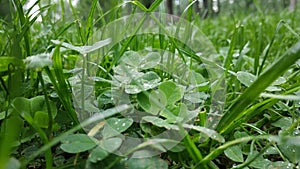 Morning grass is moistened with cool dew.