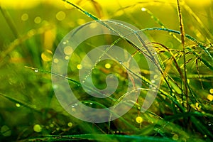 Morning grass after rain in the morning sun backlit