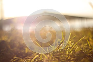 Morning grass view at blur mountain background