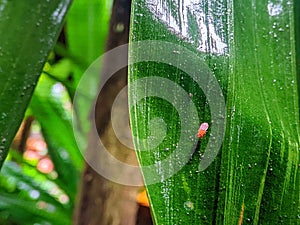 morning green leaves and small insects photo