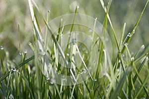 Morning green meadow in spring with green grass covered with dew drops, close-up