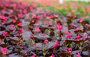 Morning in greenhouse, spring blooming and modern business of flower industria