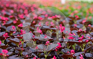 Morning in greenhouse, spring blooming and modern business of flower industria photo